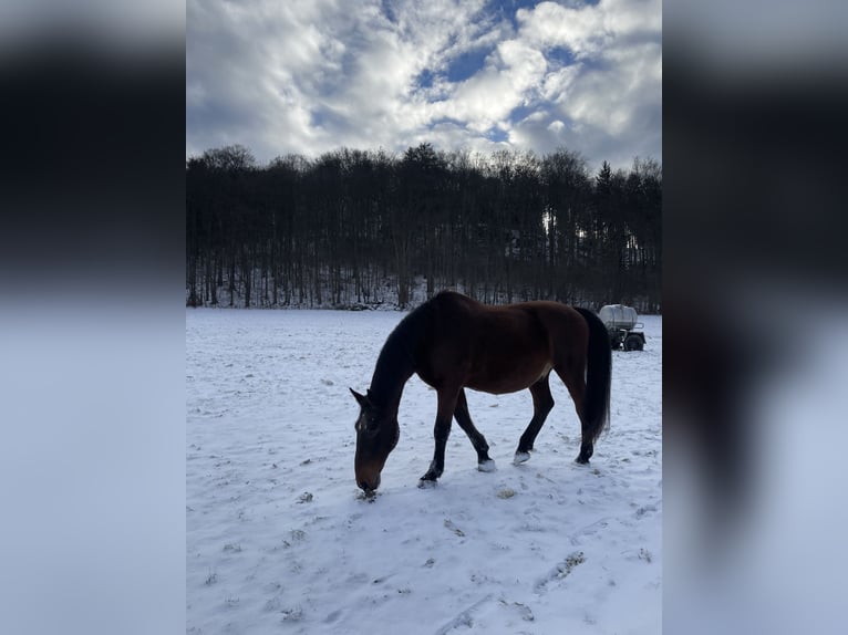 Lipizzan Hongre 20 Ans  in Grünhain-Beierfeld