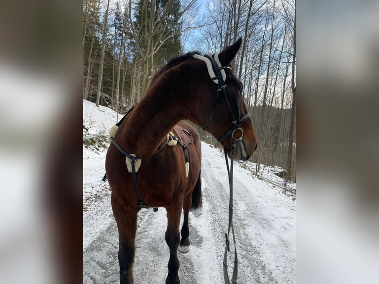 Lipizzan Hongre 20 Ans  in Grünhain-Beierfeld
