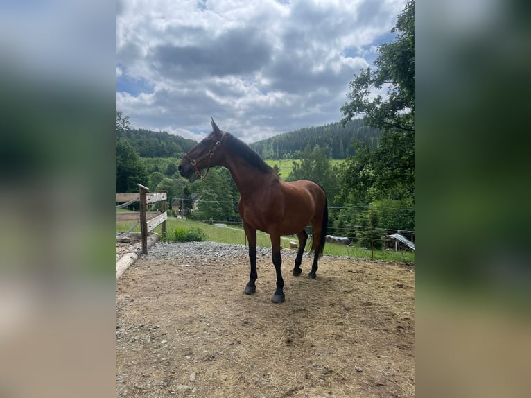 Lipizzan Hongre 20 Ans  in Grünhain-Beierfeld