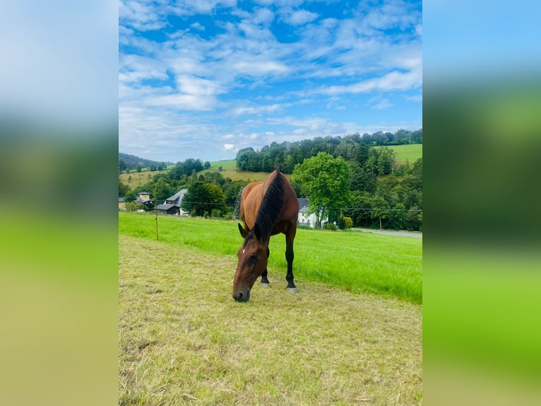 Lipizzan Hongre 20 Ans  in Grünhain-Beierfeld