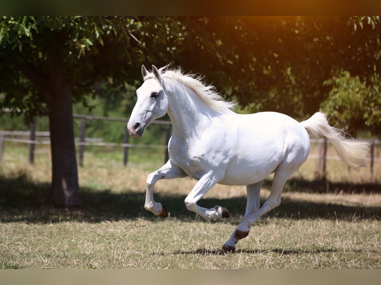 Lipizzan Hongre 23 Ans 148 cm Gris in Steißlingen