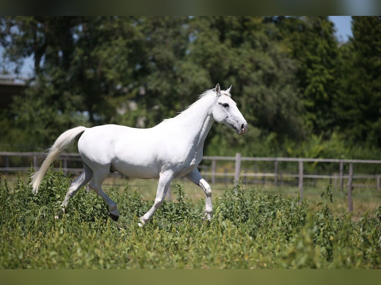 Lipizzan Hongre 23 Ans 148 cm Gris in Steißlingen