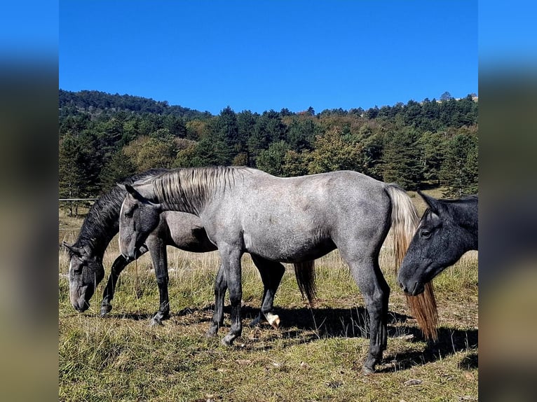 Lipizzan Hongre 2 Ans 155 cm Gris in KOZINA