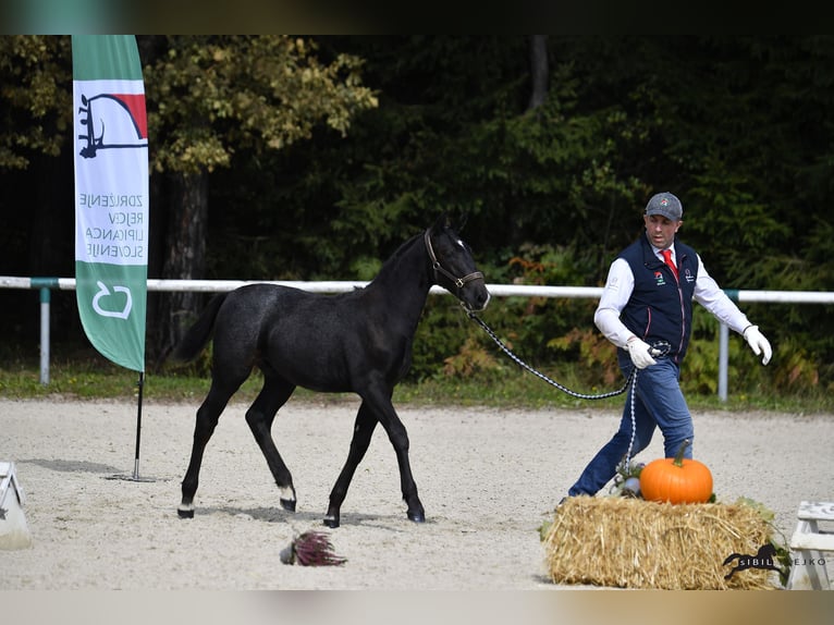 Lipizzan Hongre 2 Ans 155 cm Gris in Radovljica