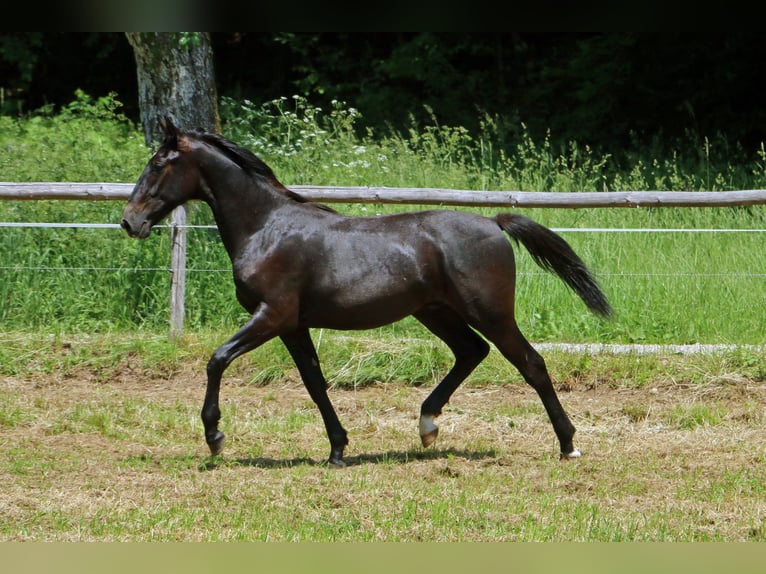 Lipizzan Hongre 2 Ans 155 cm Gris in Radovljica