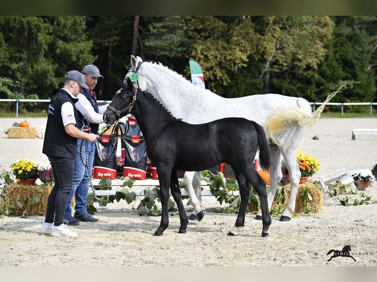 Lipizzan Hongre 2 Ans 155 cm Gris in Radovljica