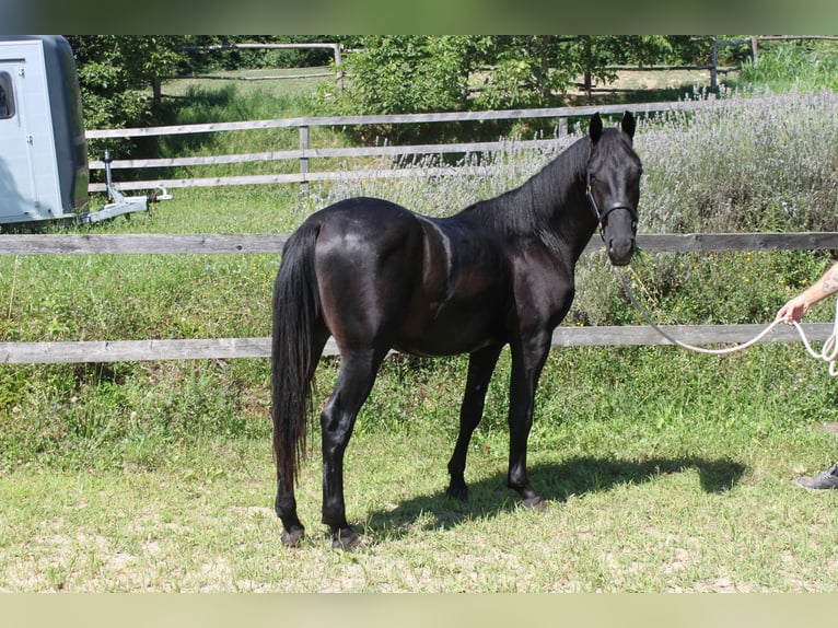 Lipizzan Hongre 2 Ans 155 cm Noir in Ptuj