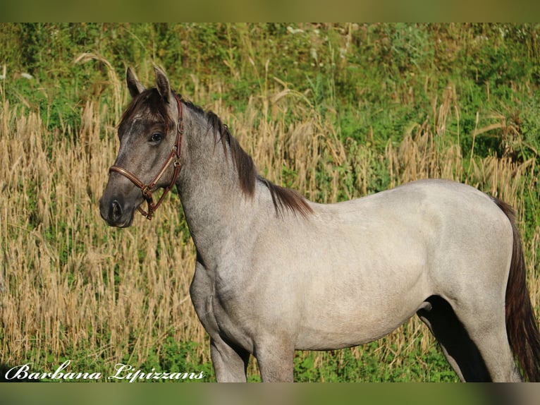 Lipizzan Hongre 2 Ans 156 cm Gris in Radovljica