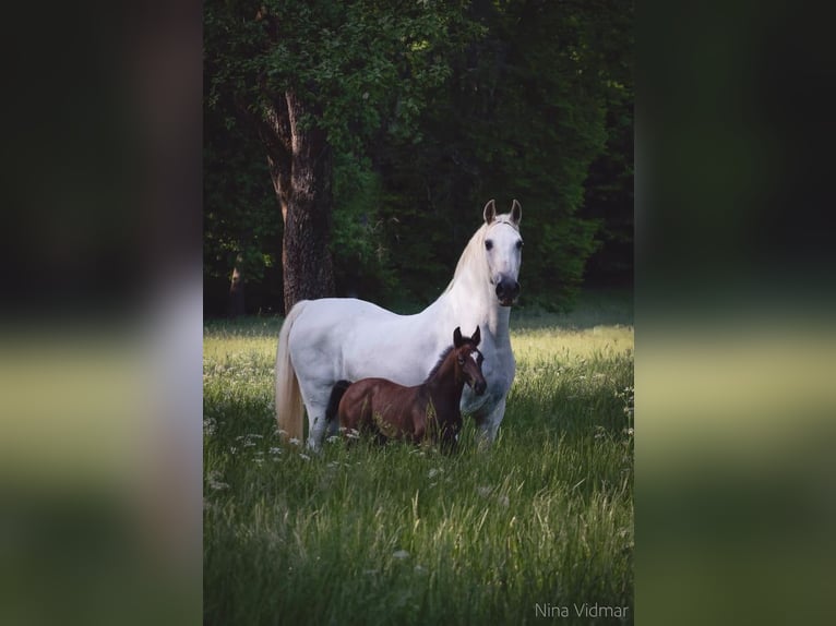 Lipizzan Hongre 2 Ans 156 cm Gris in Radovljica