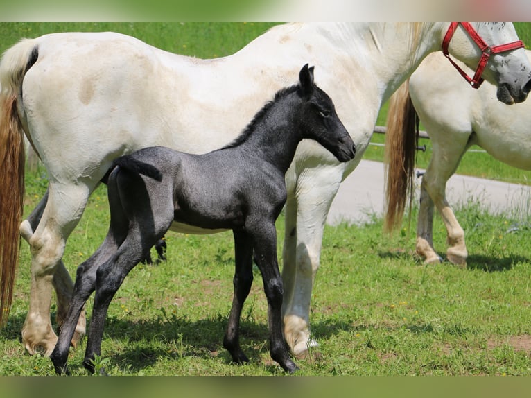 Lipizzan Hongre 2 Ans 156 cm Gris in Radovljica