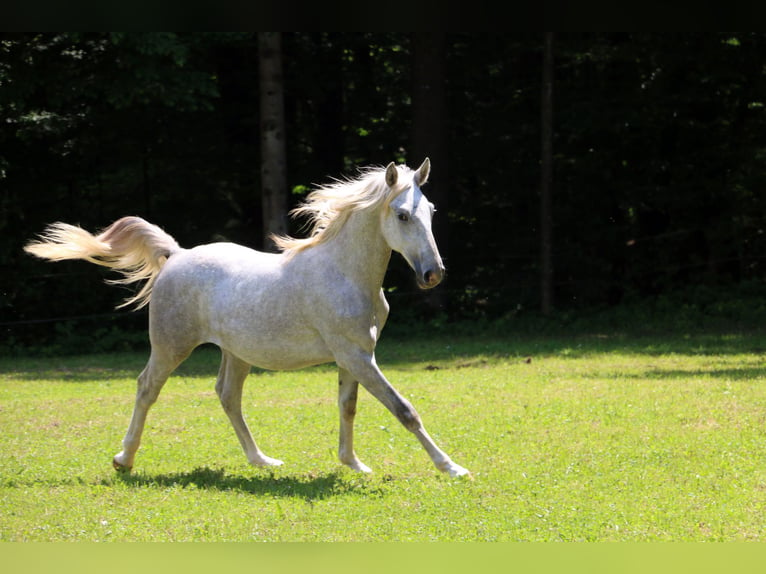 Lipizzan Hongre 2 Ans 158 cm Gris in Radovljica