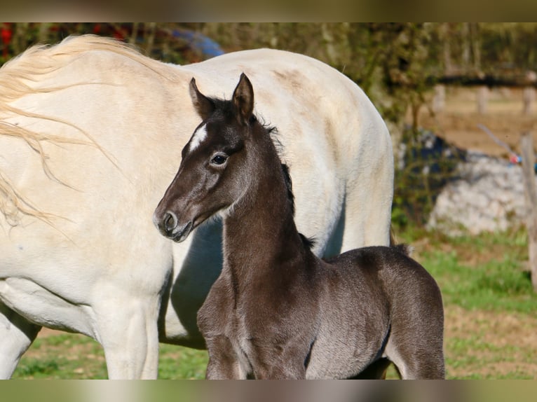 Lipizzan Hongre 2 Ans 158 cm Gris in Radovljica