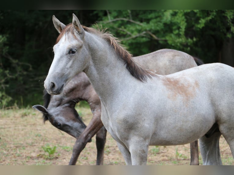 Lipizzan Hongre 2 Ans 158 cm Gris in Radovljica