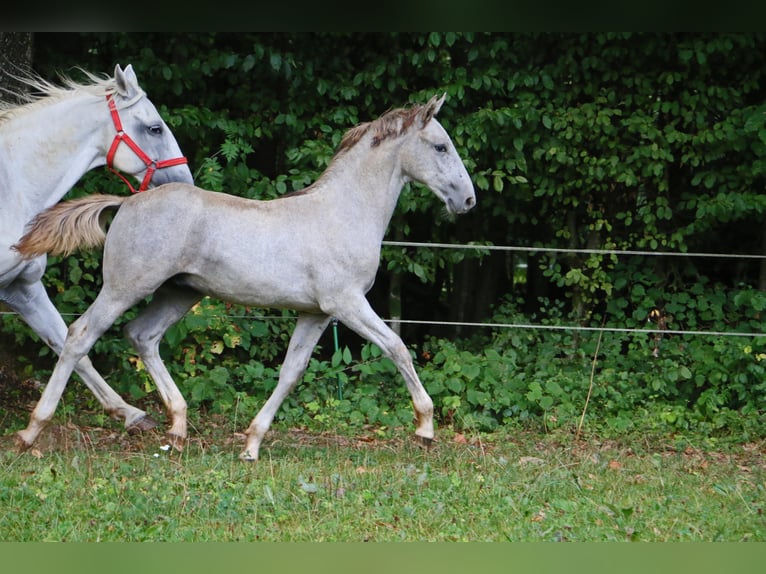 Lipizzan Hongre 2 Ans 158 cm Gris in Radovljica