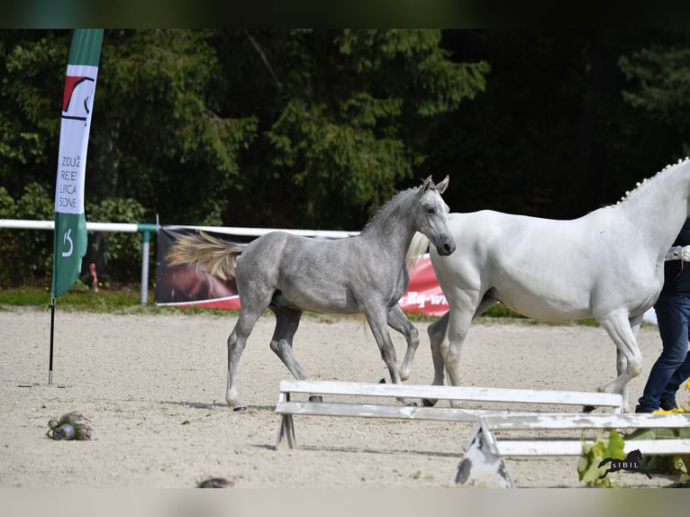 Lipizzan Hongre 2 Ans 158 cm Gris in Radovljica