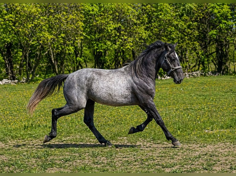 Lipizzan Hongre 2 Ans Gris in Kozina