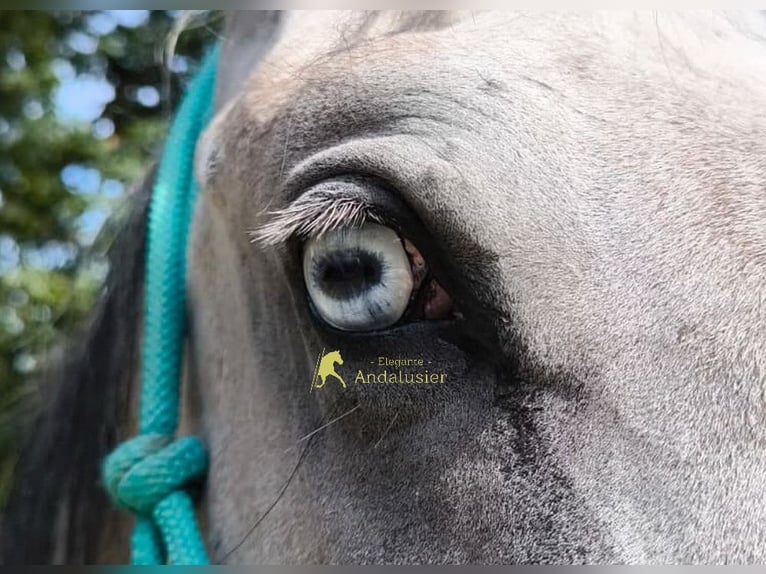 Lipizzan Hongre 3 Ans 149 cm Gris in Hamburg