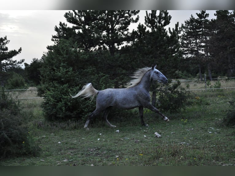 Lipizzan Hongre 3 Ans 152 cm Gris in Kozina