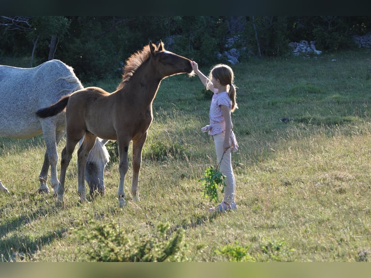 Lipizzan Hongre 3 Ans 153 cm Bai in Kozina