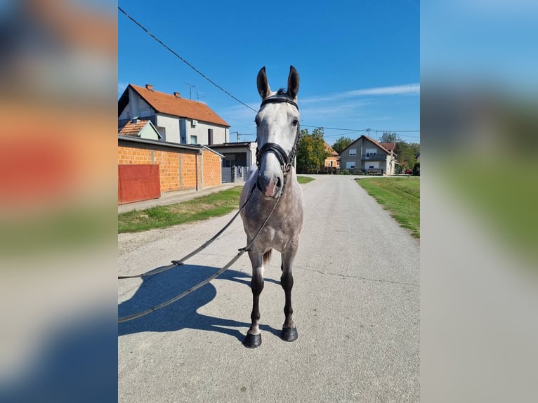 Lipizzan Hongre 3 Ans 161 cm Gris pommelé in Nicole Tesle 19