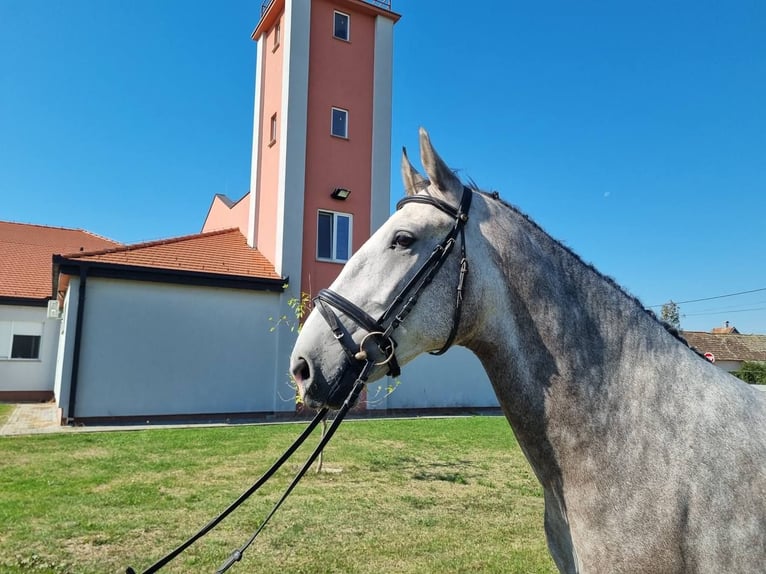 Lipizzan Hongre 3 Ans 161 cm Gris pommelé in Nicole Tesle 19