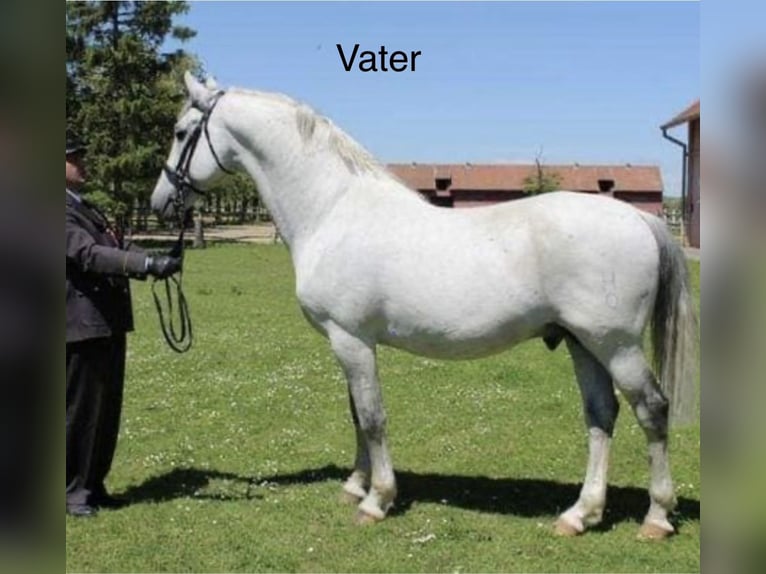 Lipizzan Hongre 3 Ans 163 cm Gris in Wathlingen