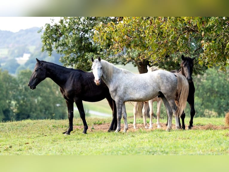 Lipizzan Hongre 4 Ans 147 cm Gris in Ptuj