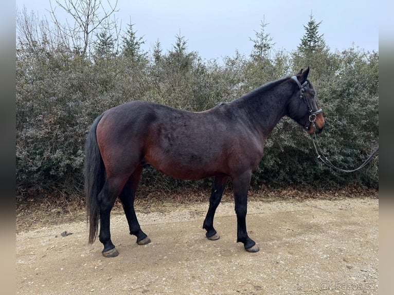 Lipizzan Hongre 4 Ans 155 cm Bai in Krhovice