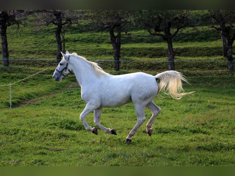 Lipizzan Hongre 4 Ans 155 cm Gris in radovljica