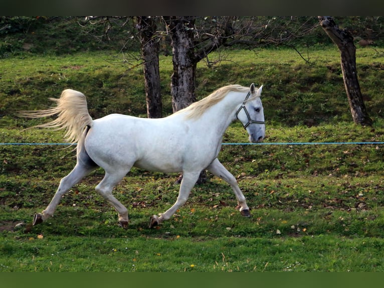 Lipizzan Hongre 4 Ans 155 cm Gris in radovljica