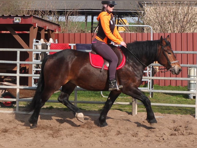 Lipizzan Croisé Hongre 4 Ans 158 cm Gris pommelé in Buttst&#xE4;dt