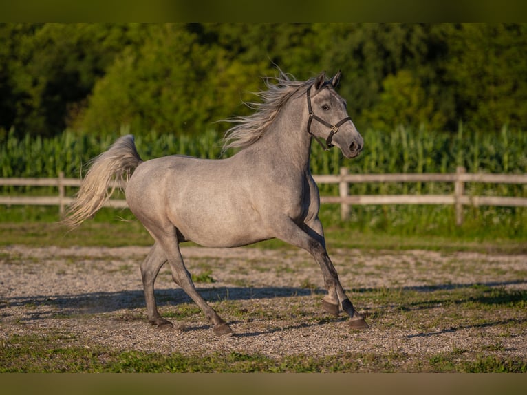 Lipizzan Hongre 4 Ans 160 cm Gris in Šentjernej