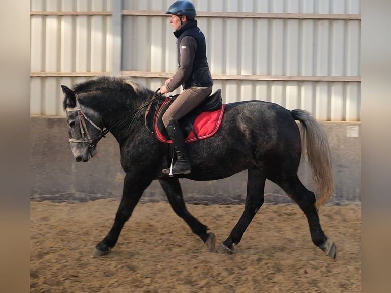 Lipizzan Hongre 4 Ans 160 cm Gris noir in Buttstädt