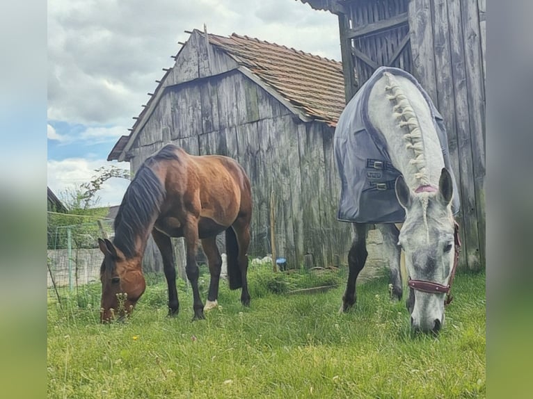 Lipizzan Hongre 4 Ans 162 cm Peut devenir gris in Palovec, Mala Subotica