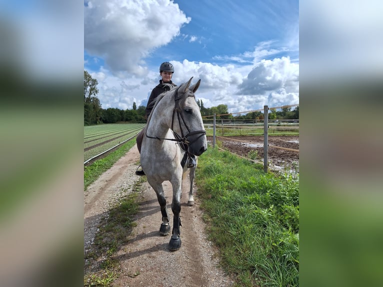 Lipizzan Hongre 4 Ans 163 cm Gris in Nürnberg