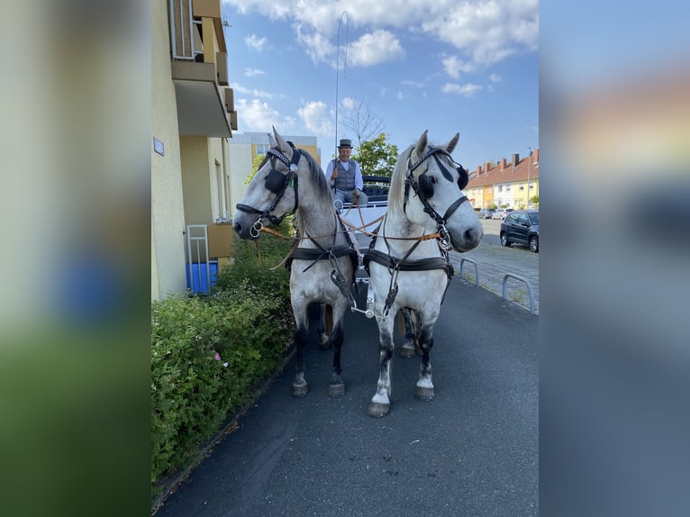 Lipizzan Hongre 4 Ans 163 cm Gris in Nürnberg