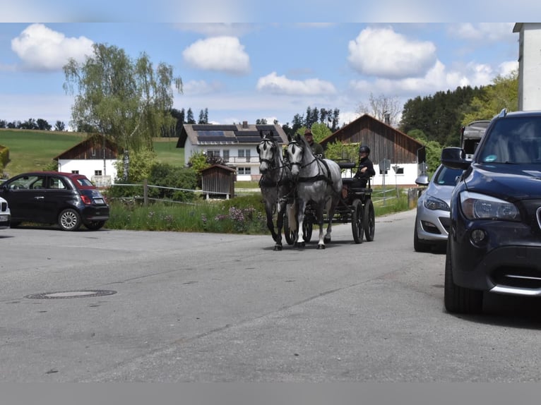 Lipizzan Hongre 4 Ans 165 cm Gris pommelé in Arnstorf