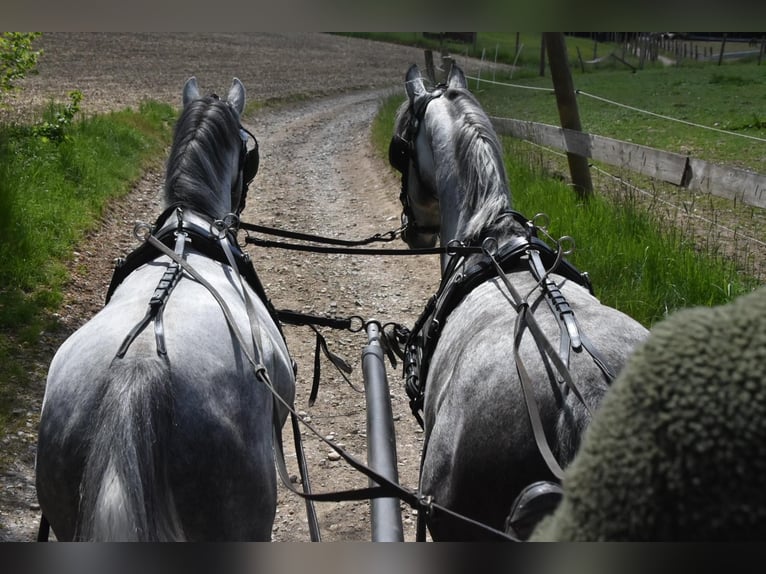 Lipizzan Hongre 4 Ans 165 cm Gris pommelé in Arnstorf