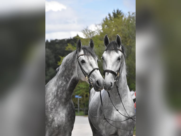 Lipizzan Hongre 4 Ans 165 cm Gris pommelé in Arnstorf