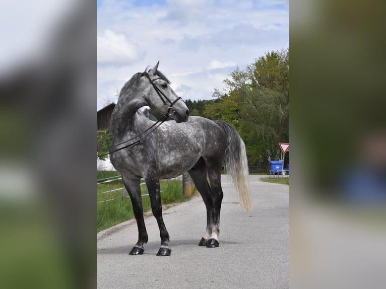 Lipizzan Hongre 4 Ans 165 cm Gris pommelé in Arnstorf