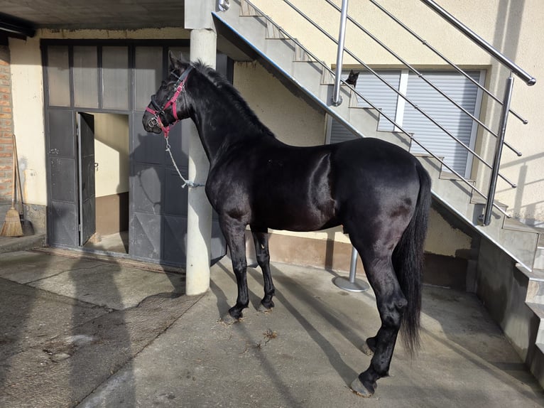 Lipizzan Hongre 4 Ans 165 cm Noir in Nova Gradiška