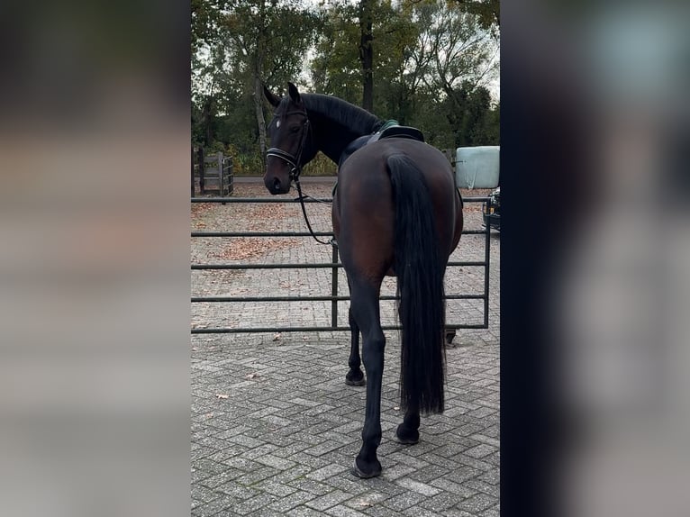 Lipizzan Hongre 5 Ans 151 cm Bai brun in Nijkerk