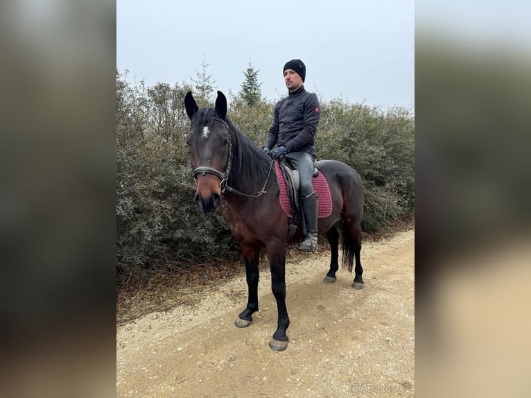 Lipizzan Hongre 5 Ans 155 cm Bai in Krhovice