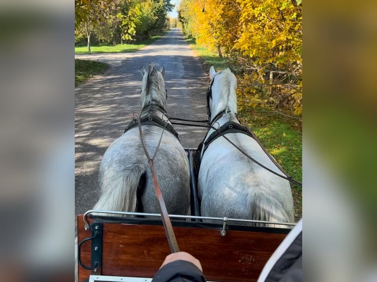 Lipizzan Hongre 5 Ans 160 cm Gris in Tass