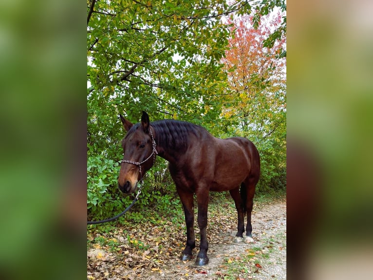 Lipizzan Croisé Hongre 5 Ans 165 cm Bai in Steinbrunn