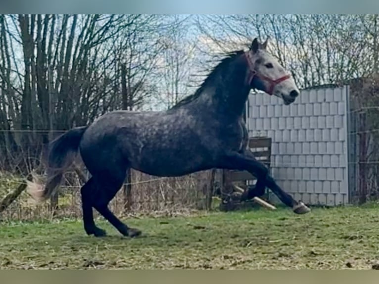 Lipizzan Hongre 6 Ans 159 cm Gris pommelé in Schleiden