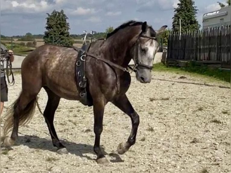 Lipizzan Hongre 6 Ans 159 cm Gris pommelé in Schleiden