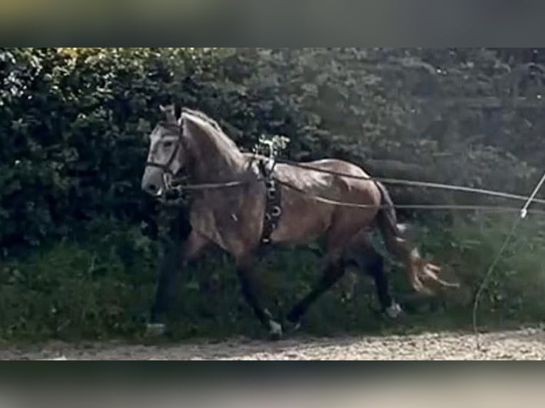 Lipizzan Hongre 6 Ans 159 cm Gris pommelé in Schleiden