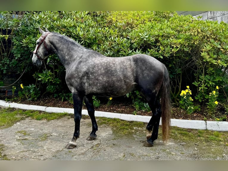 Lipizzan Hongre 6 Ans 159 cm Gris pommelé in Schleiden