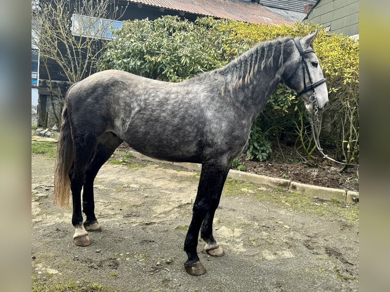 Lipizzan Hongre 6 Ans 159 cm Gris pommelé in Schleiden